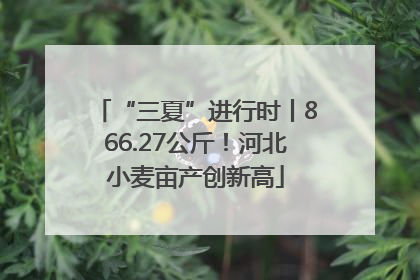 “三夏”进行时丨866.27公斤！河北小麦亩产创新高