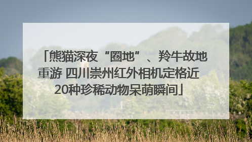 熊猫深夜“圈地”、羚牛故地重游 四川崇州红外相机定格近20种珍稀动物呆萌瞬间