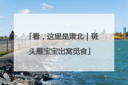看，这里是肃北｜斑头雁宝宝出窝觅食
