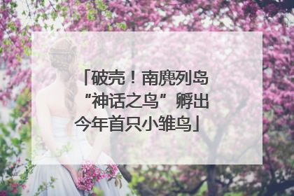 破壳！南麂列岛“神话之鸟”孵出今年首只小雏鸟