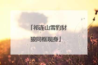 祁连山雪豹豺狼同框现身