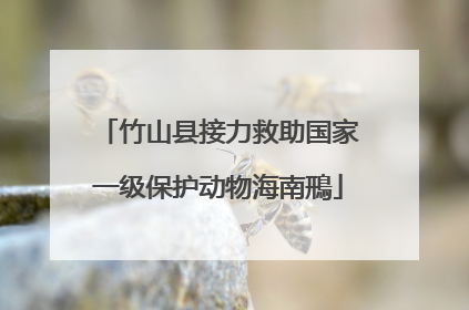竹山县接力救助国家一级保护动物海南鳽