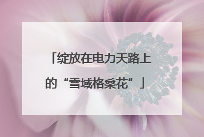 绽放在电力天路上的“雪域格桑花”
