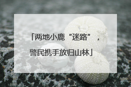 两地小鹿“迷路”，警民携手放归山林