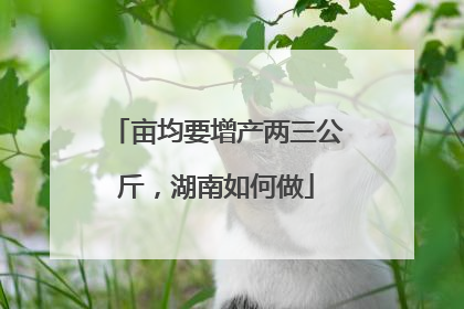 亩均要增产两三公斤，湖南如何做