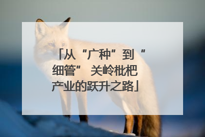 从“广种”到“细管” 关岭枇杷产业的跃升之路