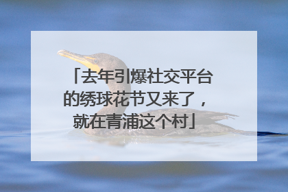 去年引爆社交平台的绣球花节又来了，就在青浦这个村