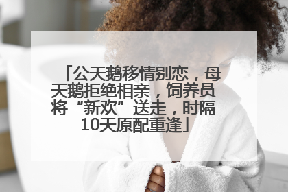 公天鹅移情别恋，母天鹅拒绝相亲，饲养员将“新欢”送走，时隔10天原配重逢