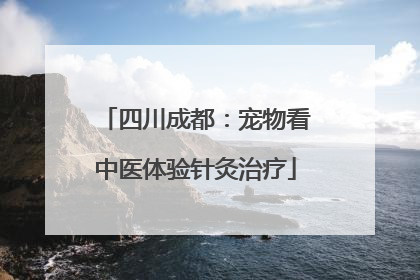 四川成都：宠物看中医体验针灸治疗