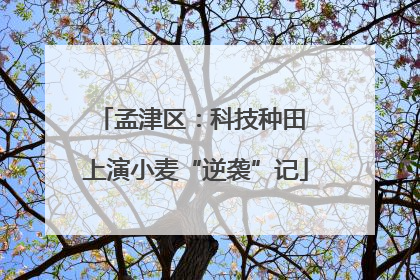 孟津区：科技种田 上演小麦“逆袭”记