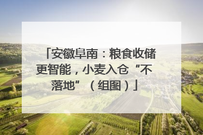 安徽阜南：粮食收储更智能，小麦入仓“不落地”（组图）