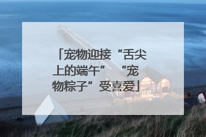 宠物迎接“舌尖上的端午” “宠物粽子”受喜爱