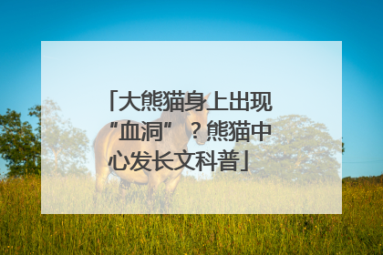 大熊猫身上出现“血洞”？熊猫中心发长文科普