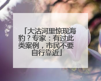 大沽河里惊现海豹？专家：有过此类案例，市民不要自行靠近