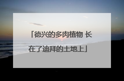 德兴的多肉植物 长在了迪拜的土地上