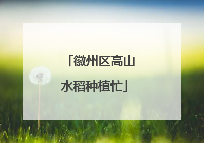徽州区高山水稻种植忙