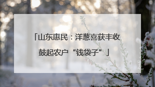 山东惠民：洋葱喜获丰收 鼓起农户“钱袋子”
