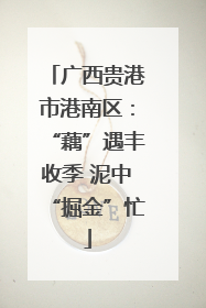 广西贵港市港南区：“藕”遇丰收季 泥中“掘金”忙