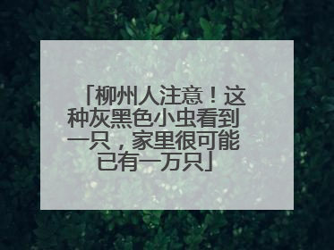 柳州人注意！这种灰黑色小虫看到一只，家里很可能已有一万只