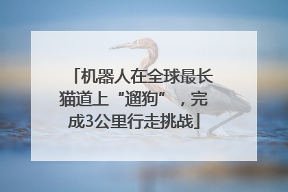 机器人在全球最长猫道上“遛狗”，完成3公里行走挑战