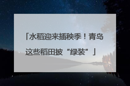 水稻迎来插秧季！青岛这些稻田披“绿装”