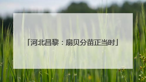 河北昌黎：扇贝分苗正当时
