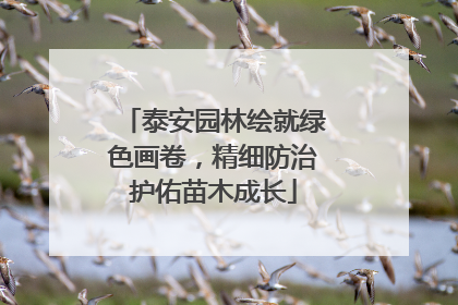 泰安园林绘就绿色画卷，精细防治护佑苗木成长