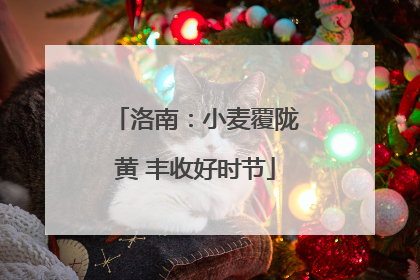 洛南：小麦覆陇黄 丰收好时节