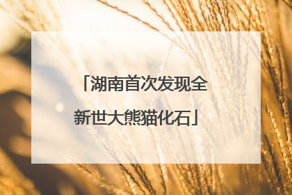 湖南首次发现全新世大熊猫化石
