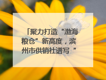 聚力打造“渤海粮仓”新高度，滨州市供销社谱写“三夏”丰收乐章