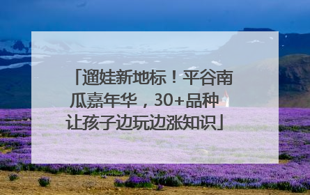 遛娃新地标！平谷南瓜嘉年华，30+品种让孩子边玩边涨知识