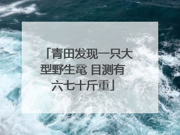 青田发现一只大型野生鼋 目测有六七十斤重