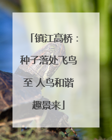 镇江高桥：种子落处飞鸟至 人鸟和谐趣景来
