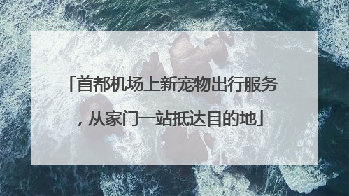 首都机场上新宠物出行服务，从家门一站抵达目的地
